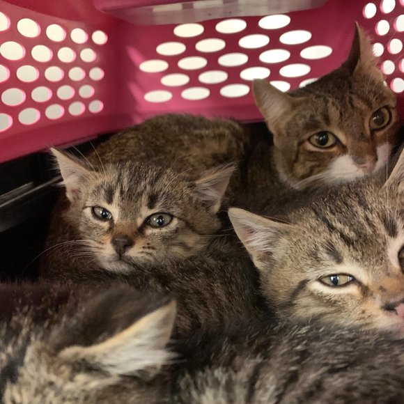 Meet your Posher, TAILSSpayNeuter - Picture 3 of 5